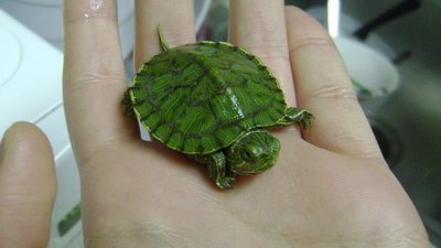 turtle2.jpg