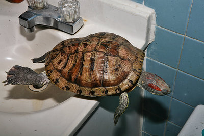 Sink.jpg