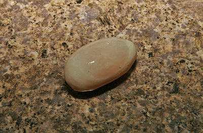 egg.jpg