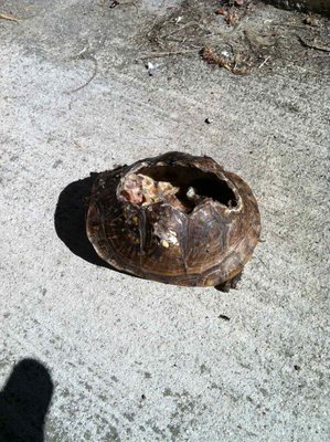 Trutle Attacked.jpg