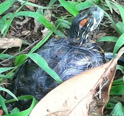 turtle avatar2.jpg