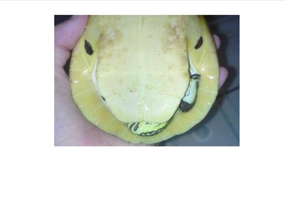 plastron3.jpg
