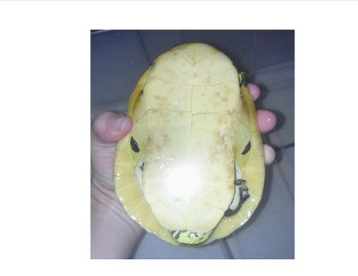 plastron.jpg