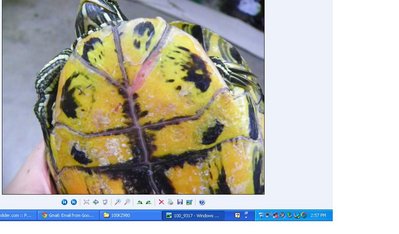 turtle.JPG