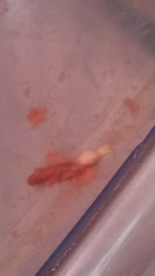 IMG_20131231_235932_927.jpg