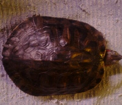 Top shell.jpg