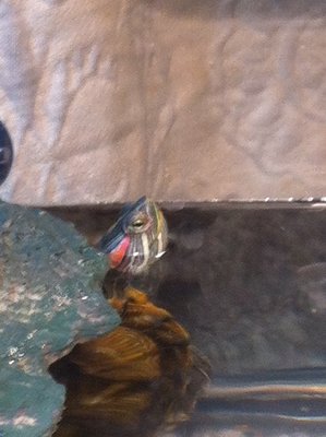 turtle1.jpg