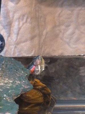 turtle2.jpg