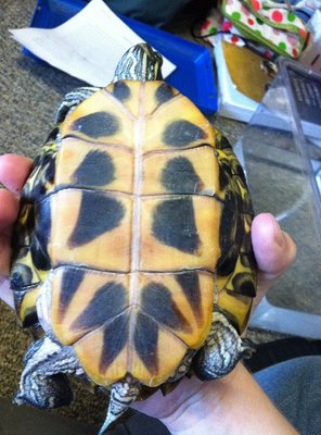 turtle shell.jpg
