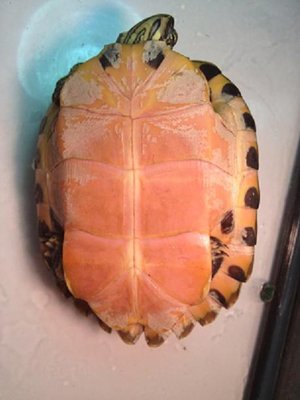 turtle resize.jpg