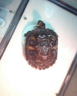 turtle resize1.jpg
