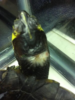 turtle resize2.jpg