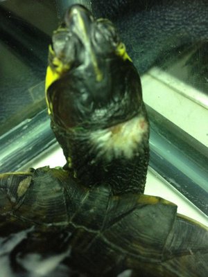 turtle resize3.jpg