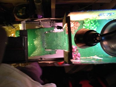 turtle resize6.jpg