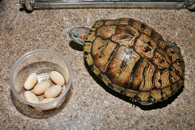 6-Eggs.jpg