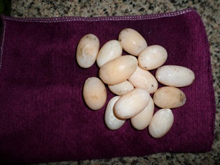 SAM_0222.JPG