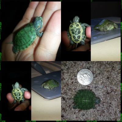 Photo Collage Maker_5tHCdd.jpg (96.05 KiB) Viewed 3820 times Photo Collage Maker_5tHCdd.jpg