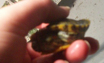 100_0733_1.jpg