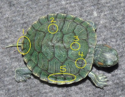 turtle.jpg