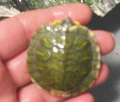 100_0738.JPG