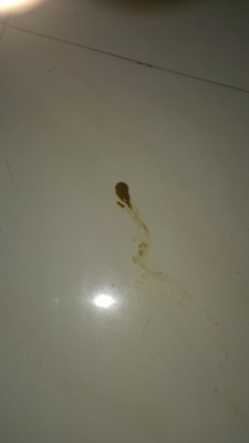 IMAG2754.jpg