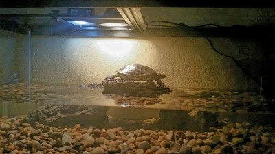 Turtle Odysseytn_.jpg