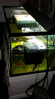 Side of tank crop.jpg