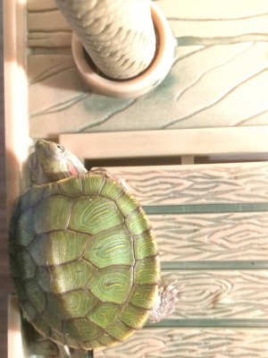 Terrapin.jpg