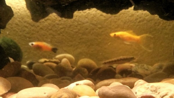 3_fishiestn_.jpg
