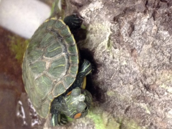 TURTLE.JPG