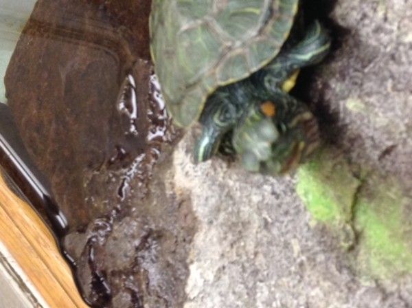 TURTLE2.JPG