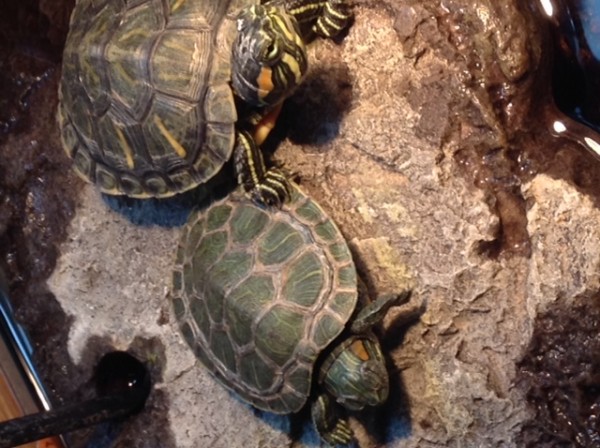 Turtles.JPG