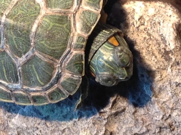 Turtle2.JPG