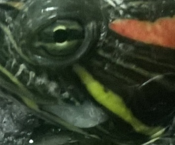 wp_ss_20150221_0001.png