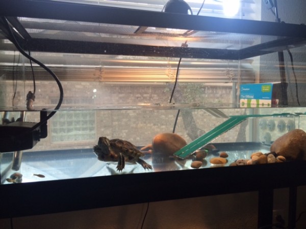 Pig 40 Gal Tank Feb 2015.jpg