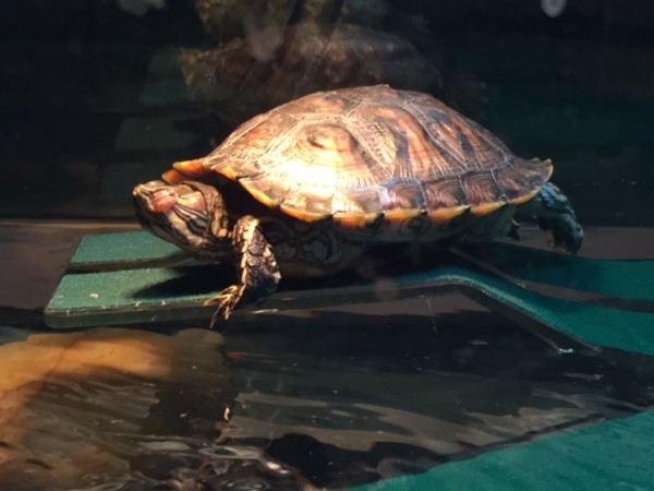 Pig Basking Feb 2015.jpg