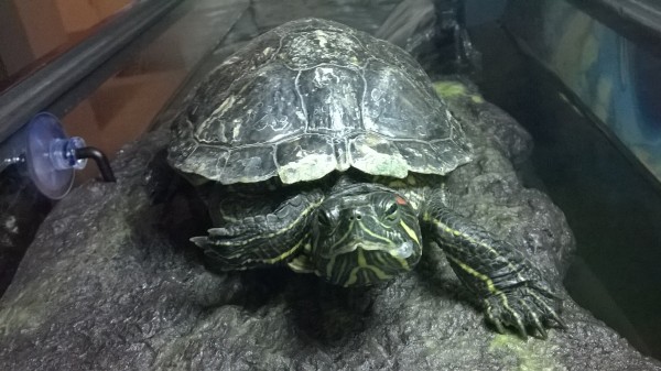 WP_20150222_005.jpg