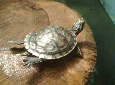 Image0087_2.jpg