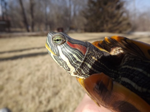 IMG_20150311_112856.jpg
