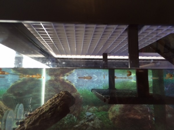 03152015 turtles (2).JPG
