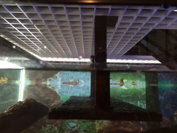 03152015 turtles (1).JPG