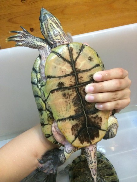 shell.jpg