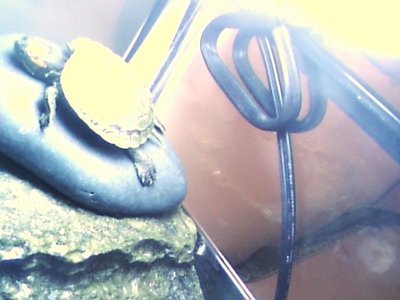 turtle.jpg