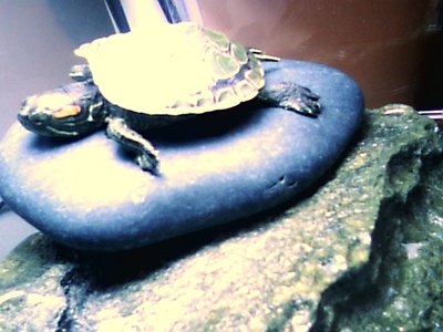 turtle 2.jpg