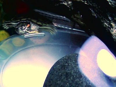 ok turtle.jpg
