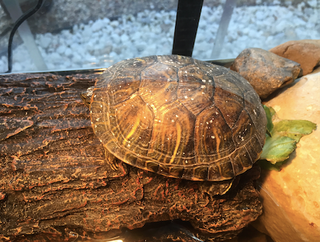turtle shell.png