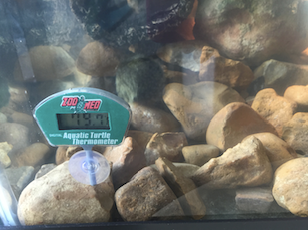 water temp.png