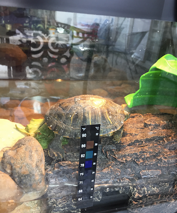 basking temp.png