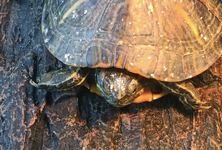 turtle nose.png