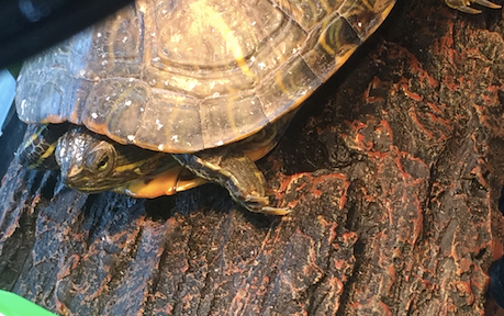turtle eye.png